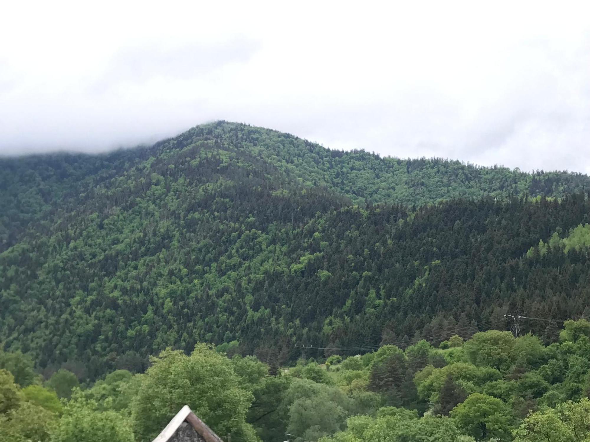 Zviad Guest House Borjomi Eksteriør billede